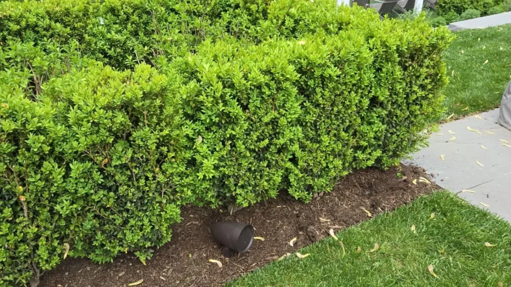 A landscape speaker set in the mulch line beneath a trimmed hedge, beside a lawn and stone walkway.